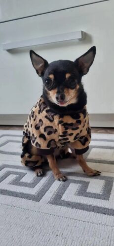 Salopeta Cocolino - Leopard #HC458 photo review