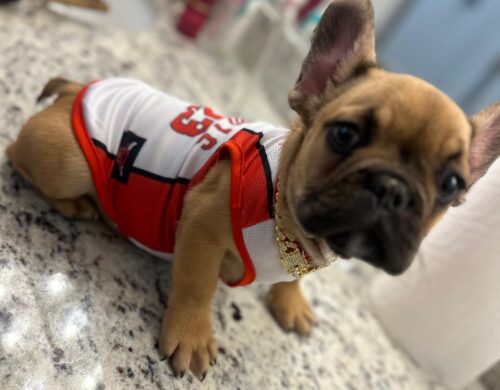 Tricou Baschet - Bulls #HC952 photo review