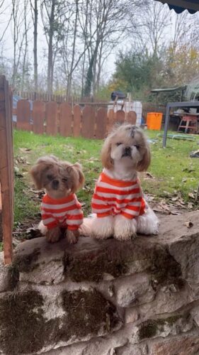 Bluza Pufoasa - Portocaliu/Alb #HC1707 photo review