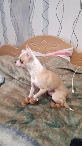 Papuci imblaniti pentru catei, maro, #P02 photo review