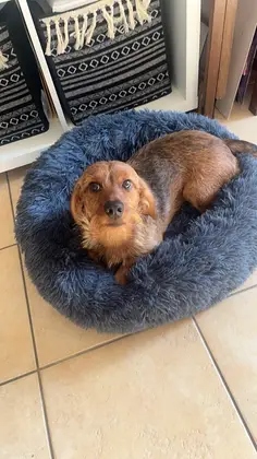 Pat Pufos Pentru Caini si Pisici #PC23 photo review