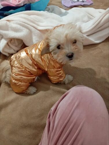 Salopeta aurie, imblanita, impermeabila #HC186 photo review