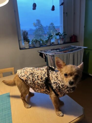 Vesta impermeabila, Leopard #HC123 photo review