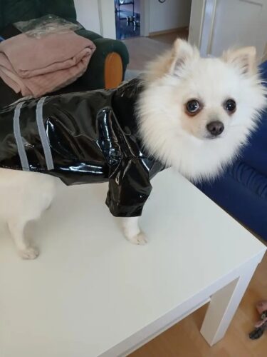 Pelerina Ploaie Pentru Catei - Cauciucata, Neagra #HC900 photo review