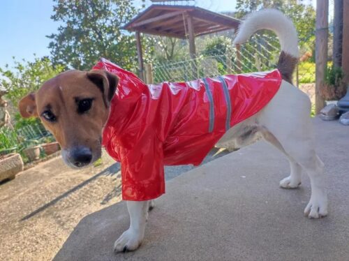 Pelerina Ploaie Pentru Catei - Cauciucata, Rosie #HC904 photo review