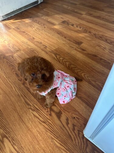 Rochita pentru Catei - Floricele Roz #HC1151 photo review