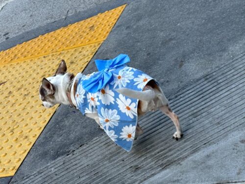 Rochita pentru Catei - Floricele Albe #HC1153 photo review