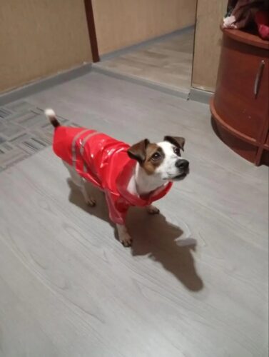 Pelerina Ploaie Pentru Catei - Cauciucata, Rosie #HC904 photo review