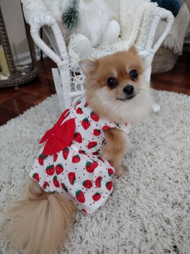 Rochita pentru Catei - Capsunici #HC1154 photo review