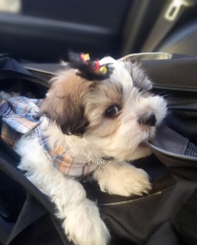 Rochita tip Ham + Lesa - Albastra #HC1246 photo review