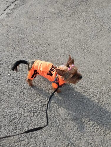 Trening USA, Portocaliu #HC369 photo review