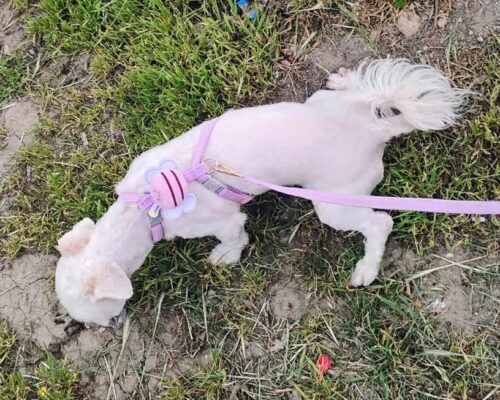 Set Ham Ajustabil + Lesa - Albinuta Mov #HH63 photo review