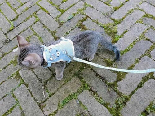 Set Ham Ajustabil + Lesa - Albastru #HH53 photo review