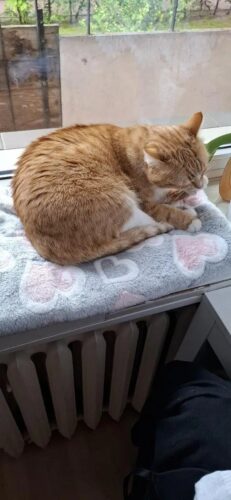 Covoras moale pentru caini si pisici, Fleece #PC93 photo review