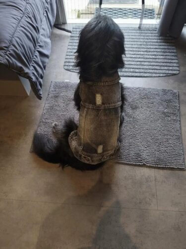 Vesta de Blugi #HC1209 photo review