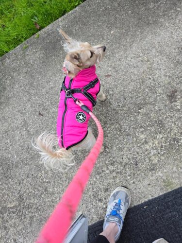 Vesta Impermeabila, Imblanita + Ham incorporat - Roz #HC1804 photo review