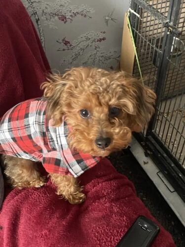 Camasa pentru Catei, Carouri - Rosie #HC668 photo review