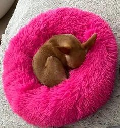 Pat Pufos Pentru Caini si Pisici #PC28 photo review