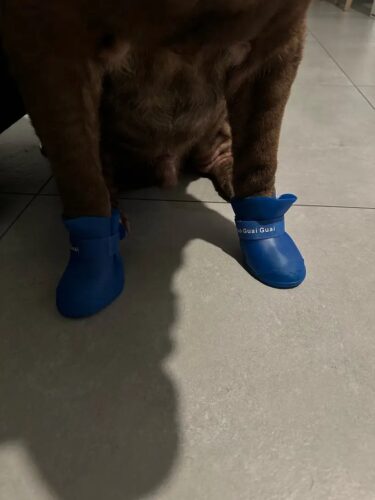 Papuci silicon pentru catei, impermeabili #P10 photo review