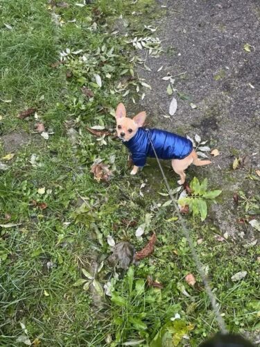 Geaca Matlasata, Impermeabila - Albastra #HC617 photo review