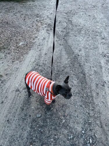 Bluza Pufoasa - Portocaliu/Alb #HC1707 photo review