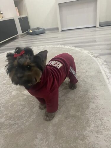 Trening Catifea - Visiniu #HC691 photo review