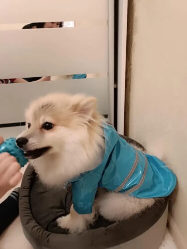 Pelerina Ploaie Pentru Catei - Cauciucata, Albastra #HC901 photo review