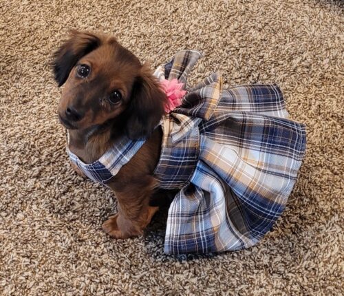 Rochita tip Ham + Lesa - Albastra #HC1246 photo review