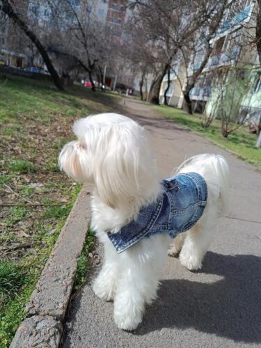 Vesta de Blugi, Albastra, Inel pentru lesa #HC1990 photo review