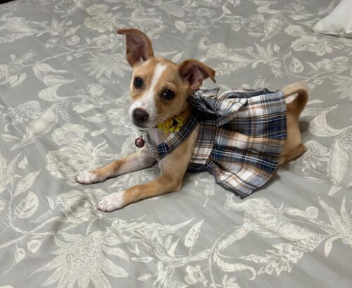 Rochita tip Ham + Lesa - Albastra #HC1246 photo review