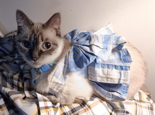 Rochita tip Ham + Lesa - Albastra #HC1249 photo review