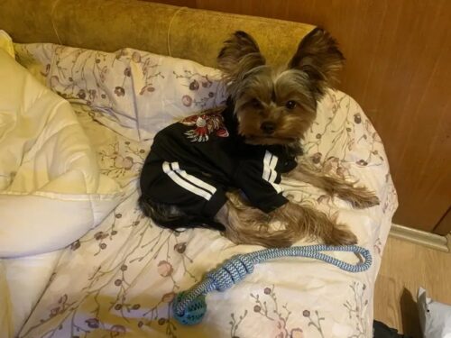 Trening Tiger - Negru #HC1013 photo review