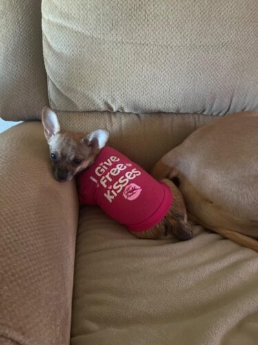 Tricou - Free Kisses - Roz #HC1039 photo review