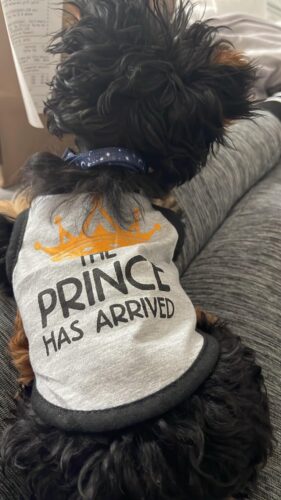 Tricou pentru catei - Prince, Gri #HC1104 photo review