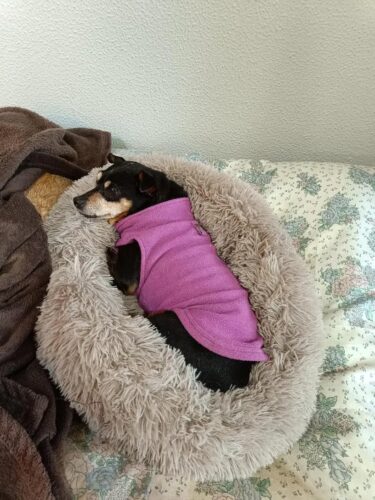 Pat Pufos Pentru Caini si Pisici #PC29 photo review