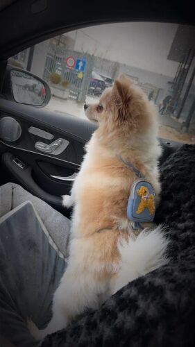 Set Ham Ajustabil Tip Ghiozdanel - Albastru #HH60 photo review