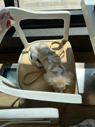 Set Ham Ajustabil + Lesa - Albinuta Galbena #HH65 photo review