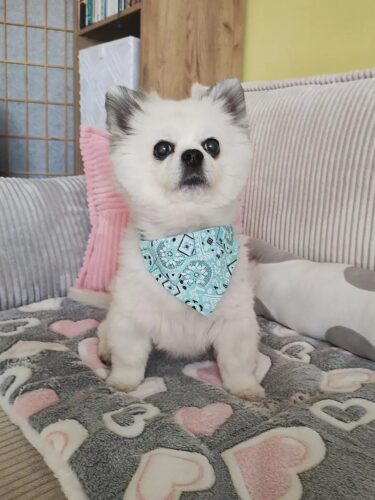 Covoras moale pentru caini si pisici, Fleece #PC93 photo review