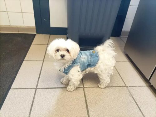 Vesta de Blugi #HC1207 photo review