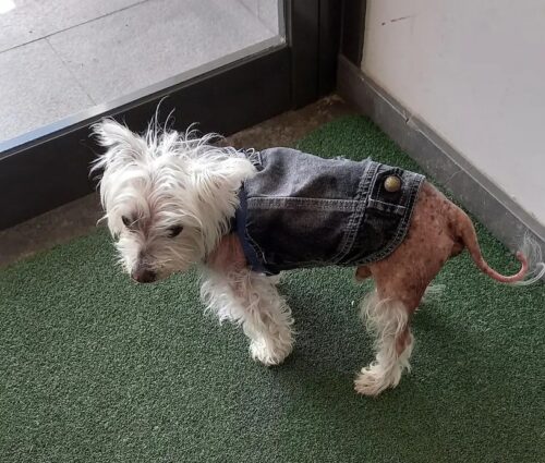 Vesta de Blugi #HC1209 photo review