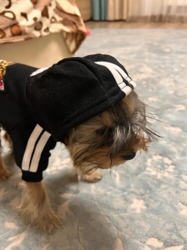 Trening Tiger - Negru #HC1013 photo review