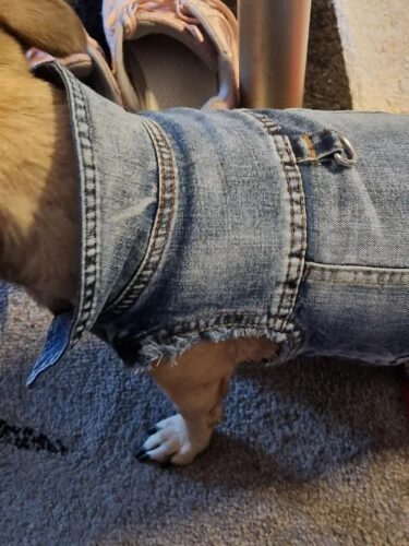 Vesta de Blugi, Albastra, Inel pentru lesa #HC1990 photo review