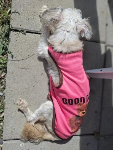 Tricou pentru catei - Good Day - Roz #HC1628 photo review