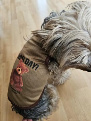 Tricou pentru catei - Good Day - Maro #HC1627 photo review