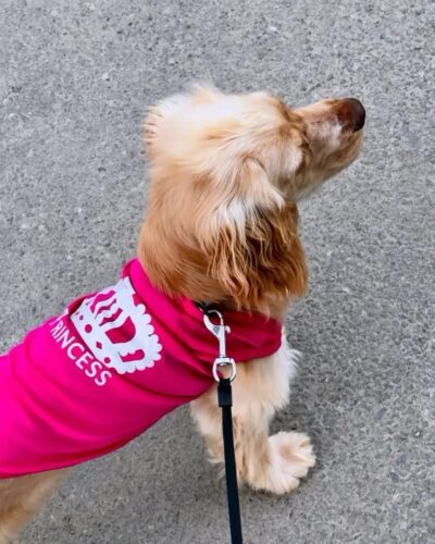 Tricou Pentru Catei - Princess - Roz Inchis #HC1698 photo review