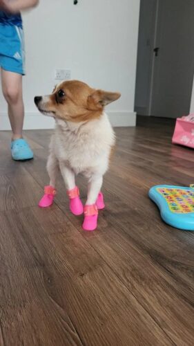 Papuci silicon pentru catei, impermeabili - Roz #P31 photo review