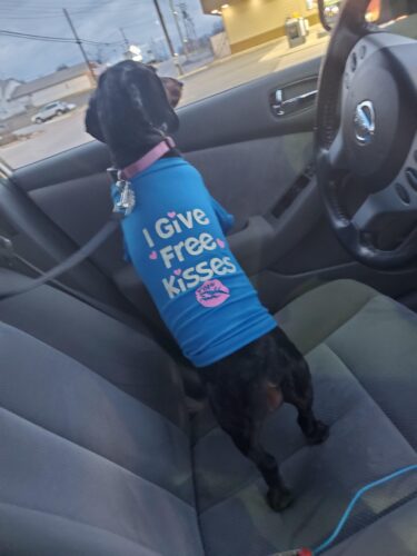 Tricou - Free Kisses - Albastru #HC1040 photo review