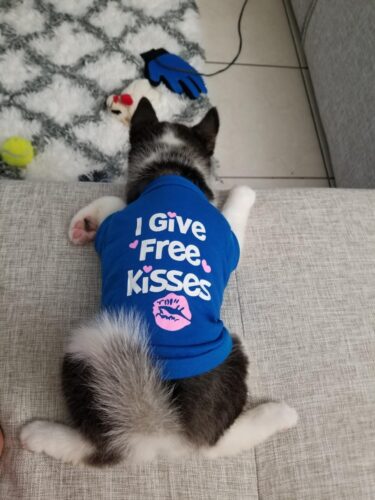 Tricou - Free Kisses - Albastru #HC1040 photo review