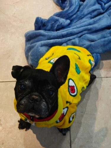 Bluza Bulldog, Galbena #HC1659 photo review