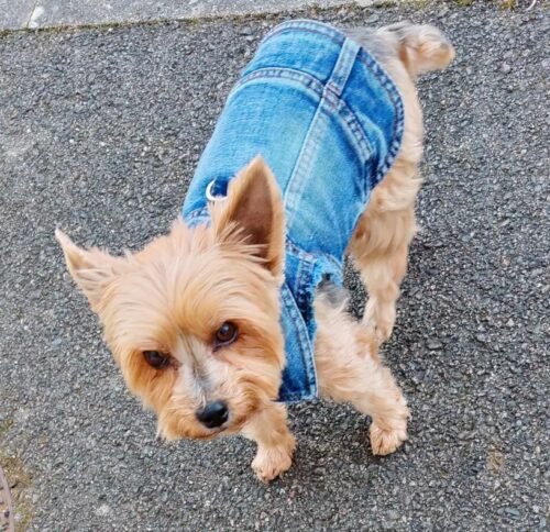 Vesta de Blugi, Albastra, Inel pentru lesa #HC1990 photo review